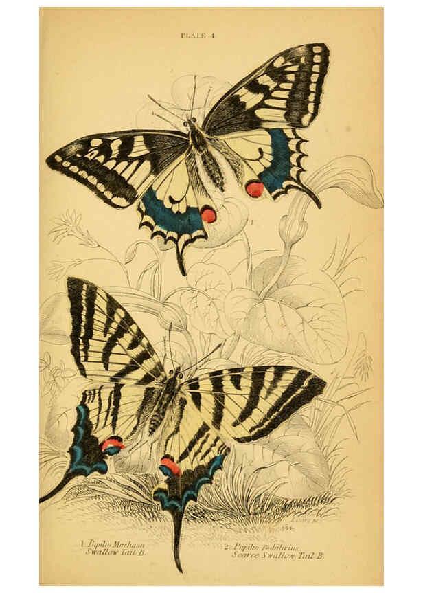 Reproducción/Reproduction 6076674791: The natural history of British butterflies Dublin :S. Highley ;1840