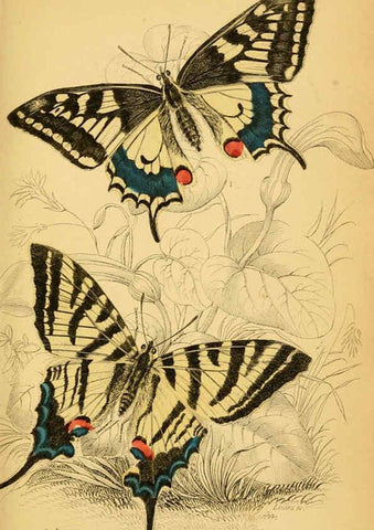 Reproducción/Reproduction 6076674791: The natural history of British butterflies Dublin :S. Highley ;1840