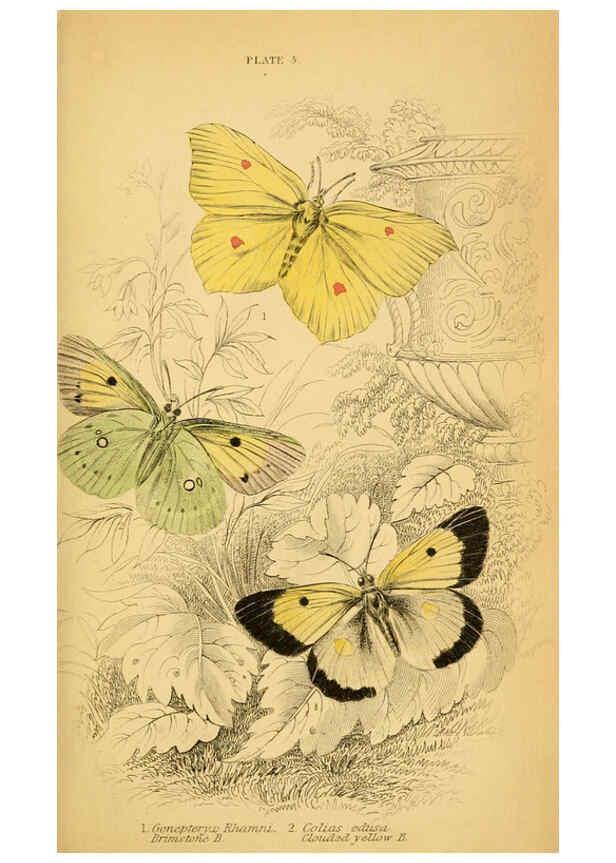 Reproducción/Reproduction 6077213776: The natural history of British butterflies Dublin :S. Highley ;1840