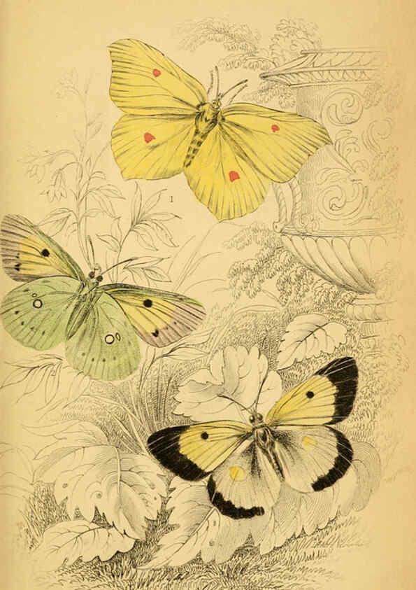 Reproducción/Reproduction 6077213776: The natural history of British butterflies Dublin :S. Highley ;1840