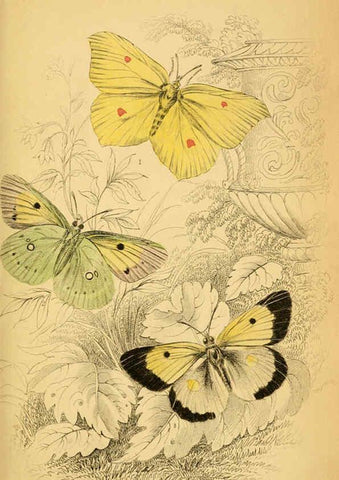 Reproducción/Reproduction 6077213776: The natural history of British butterflies Dublin :S. Highley ;1840