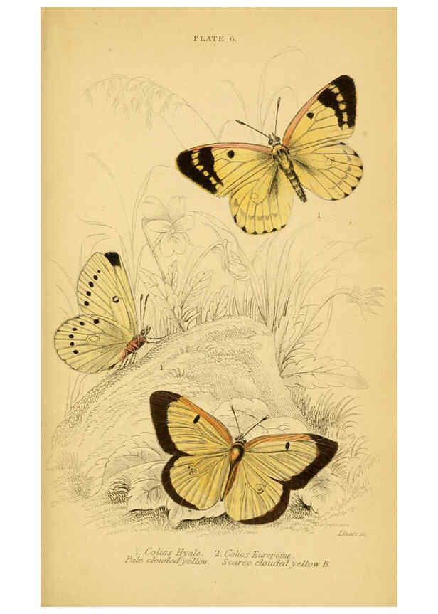 Reproducción/Reproduction 6076675443: The natural history of British butterflies Dublin :S. Highley ;1840