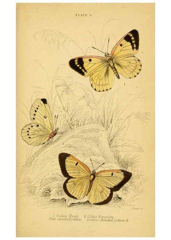 Reproducción/Reproduction 6076675443: The natural history of British butterflies Dublin :S. Highley ;1840
