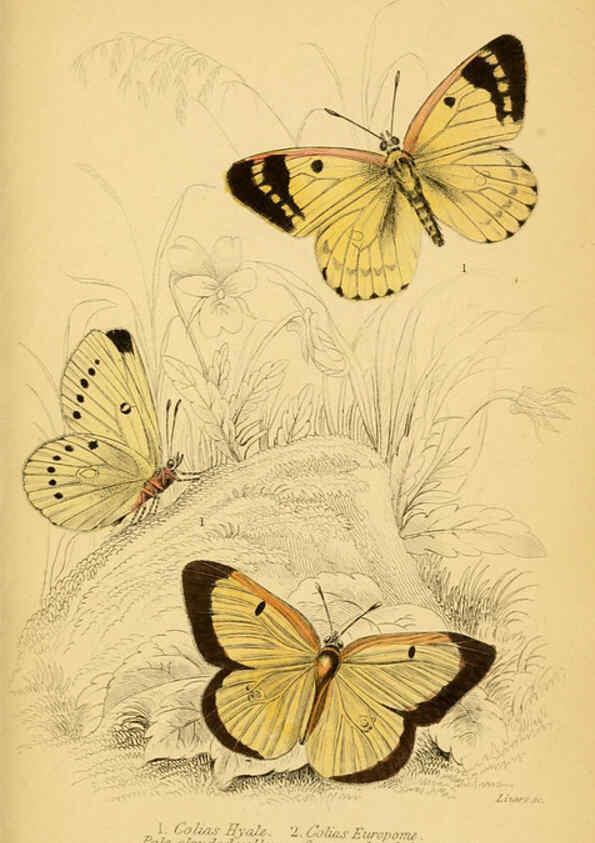 Reproducción/Reproduction 6076675443: The natural history of British butterflies Dublin :S. Highley ;1840