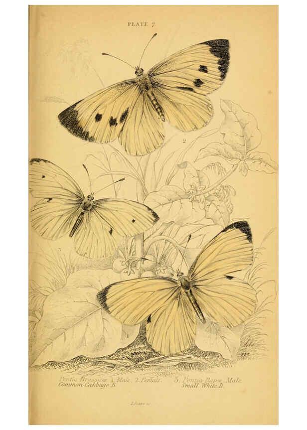 Reproducción/Reproduction 6077214418: The natural history of British butterflies Dublin :S. Highley ;1840