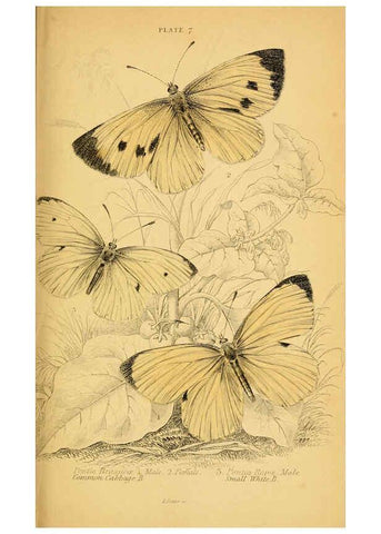 Reproducción/Reproduction 6077214418: The natural history of British butterflies Dublin :S. Highley ;1840