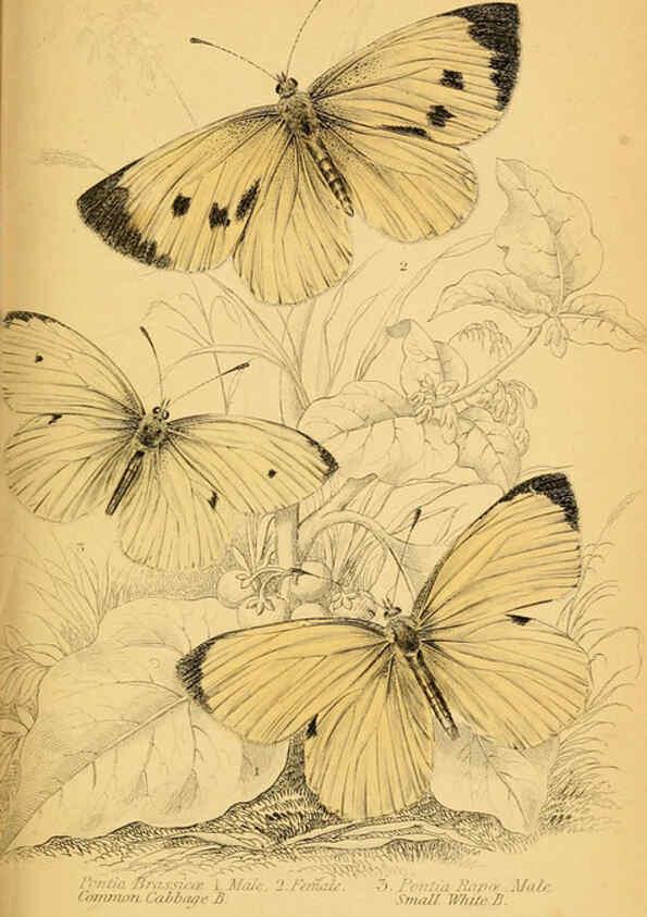 Reproducción/Reproduction 6077214418: The natural history of British butterflies Dublin :S. Highley ;1840
