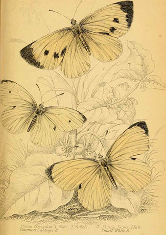 Reproducción/Reproduction 6077214418: The natural history of British butterflies Dublin :S. Highley ;1840