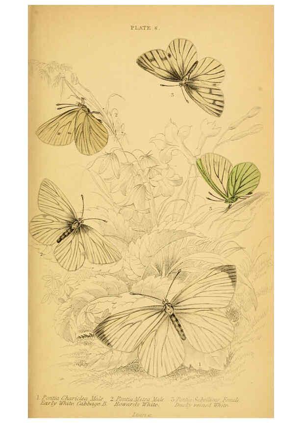 Reproducción/Reproduction 6077214720: The natural history of British butterflies Dublin :S. Highley ;1840