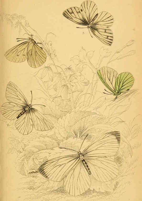 Reproducción/Reproduction 6077214720: The natural history of British butterflies Dublin :S. Highley ;1840