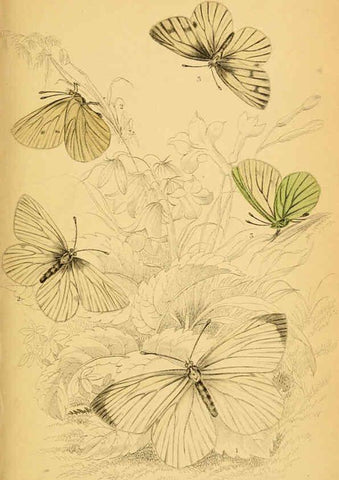 Reproducción/Reproduction 6077214720: The natural history of British butterflies Dublin :S. Highley ;1840