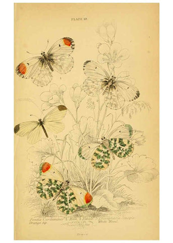 Reproducción/Reproduction 6077215158: The natural history of British butterflies Dublin :S. Highley ;1840