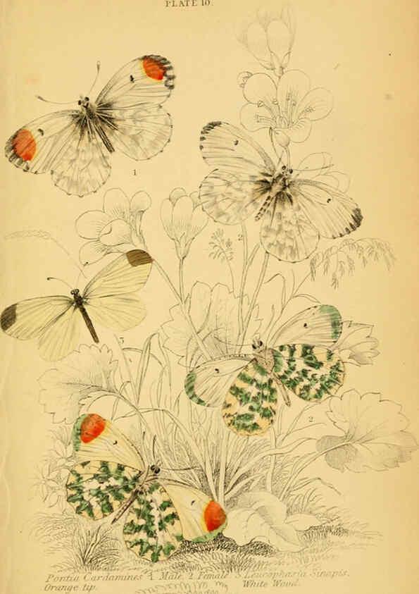 Reproducción/Reproduction 6077215158: The natural history of British butterflies Dublin :S. Highley ;1840