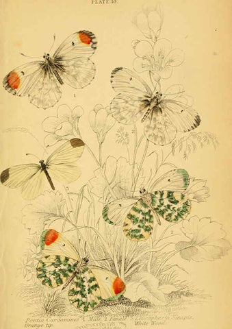 Reproducción/Reproduction 6077215158: The natural history of British butterflies Dublin :S. Highley ;1840