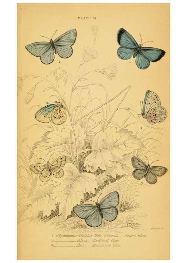 Reproducción/Reproduction 6076682749: The natural history of British butterflies Dublin :S. Highley ;1840