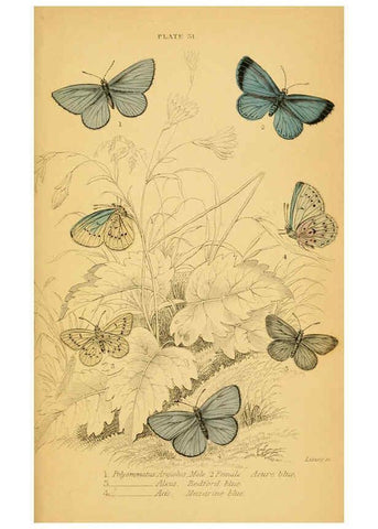 Reproducción/Reproduction 6076682749: The natural history of British butterflies Dublin :S. Highley ;1840