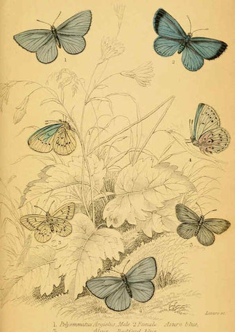 Reproducción/Reproduction 6076682749: The natural history of British butterflies Dublin :S. Highley ;1840