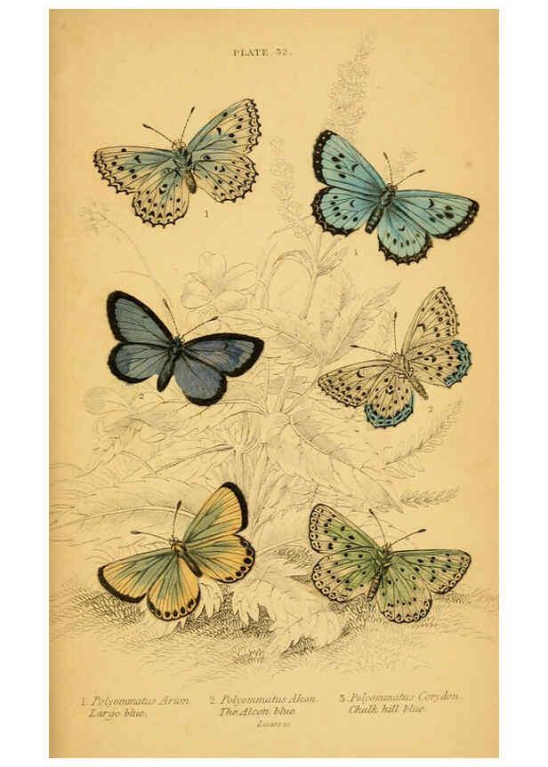 Reproducción/Reproduction 6077222330: The natural history of British butterflies Dublin :S. Highley ;1840