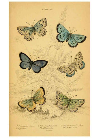 Reproducción/Reproduction 6077222330: The natural history of British butterflies Dublin :S. Highley ;1840