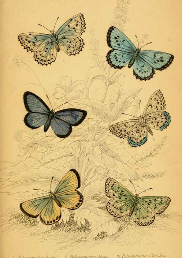 Reproducción/Reproduction 6077222330: The natural history of British butterflies Dublin :S. Highley ;1840