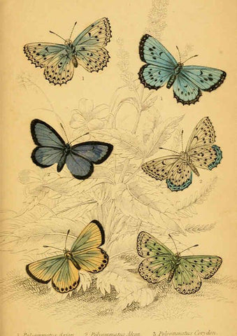 Reproducción/Reproduction 6077222330: The natural history of British butterflies Dublin :S. Highley ;1840