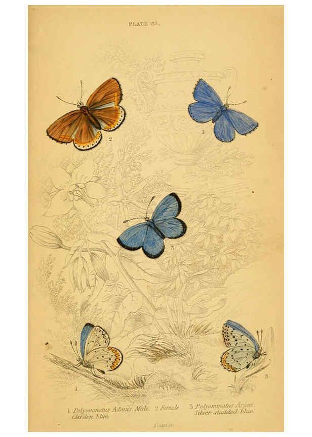 Reproducción/Reproduction 6076685161: The natural history of British butterflies Dublin :S. Highley ;1840