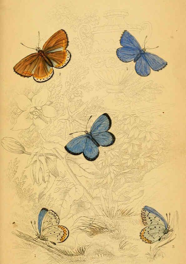 Reproducción/Reproduction 6076685161: The natural history of British butterflies Dublin :S. Highley ;1840
