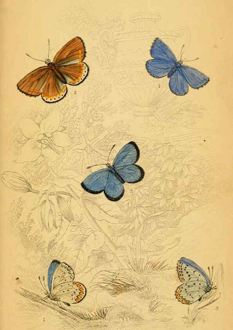 Reproducción/Reproduction 6076685161: The natural history of British butterflies Dublin :S. Highley ;1840