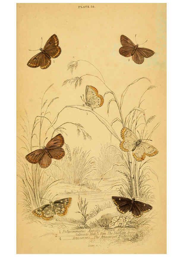 Reproducción/Reproduction 6076685723: The natural history of British butterflies Dublin :S. Highley ;1840