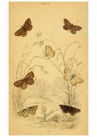 Reproducción/Reproduction 6076685723: The natural history of British butterflies Dublin :S. Highley ;1840