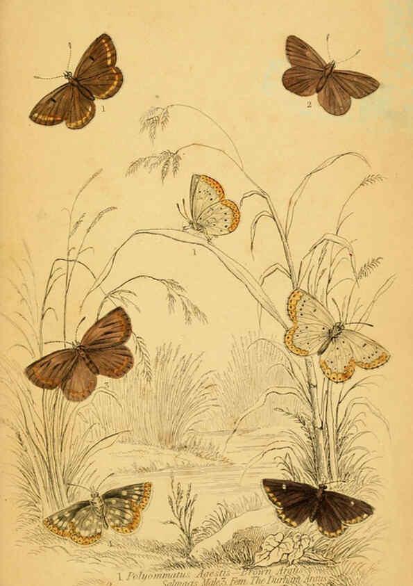 Reproducción/Reproduction 6076685723: The natural history of British butterflies Dublin :S. Highley ;1840