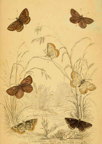 Reproducción/Reproduction 6076685723: The natural history of British butterflies Dublin :S. Highley ;1840