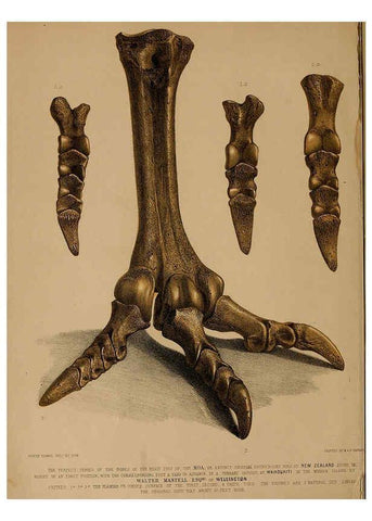 Reproducción/Reproduction 6076945983: A pictorial atlas of fossil remains London :H.G. Bohn,1850