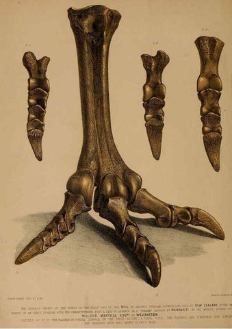 Reproducción/Reproduction 6076945983: A pictorial atlas of fossil remains London :H.G. Bohn,1850