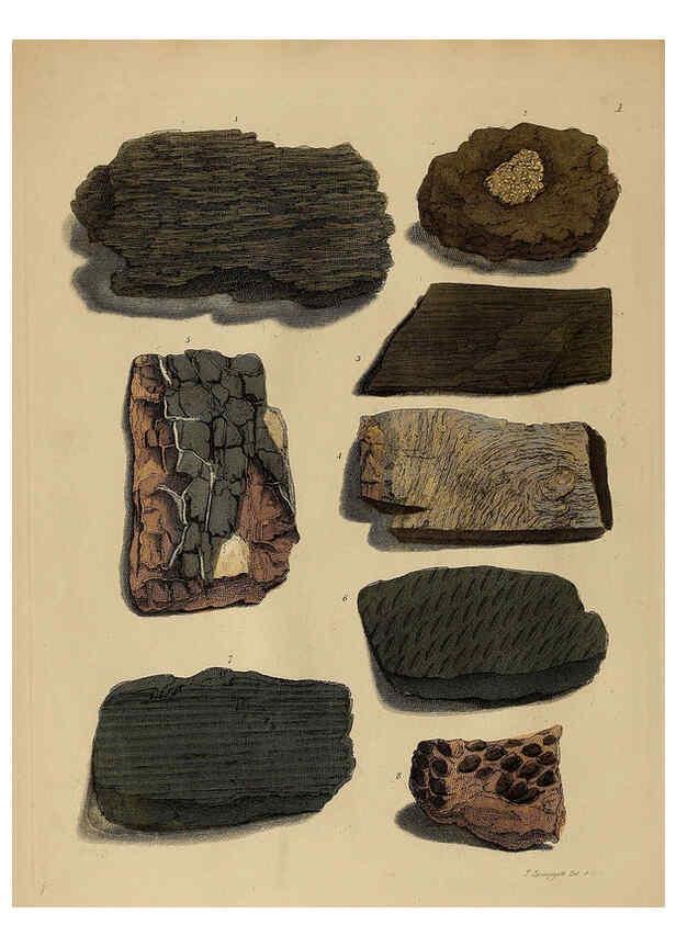 Reproducción/Reproduction 6077484370: A pictorial atlas of fossil remains London :H.G. Bohn,1850