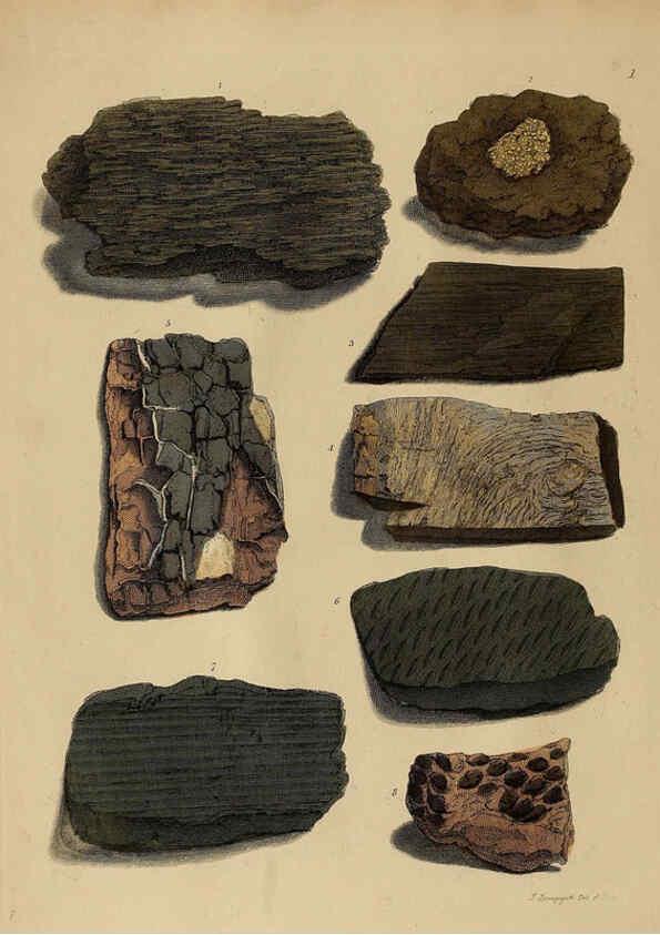 Reproducción/Reproduction 6077484370: A pictorial atlas of fossil remains London :H.G. Bohn,1850