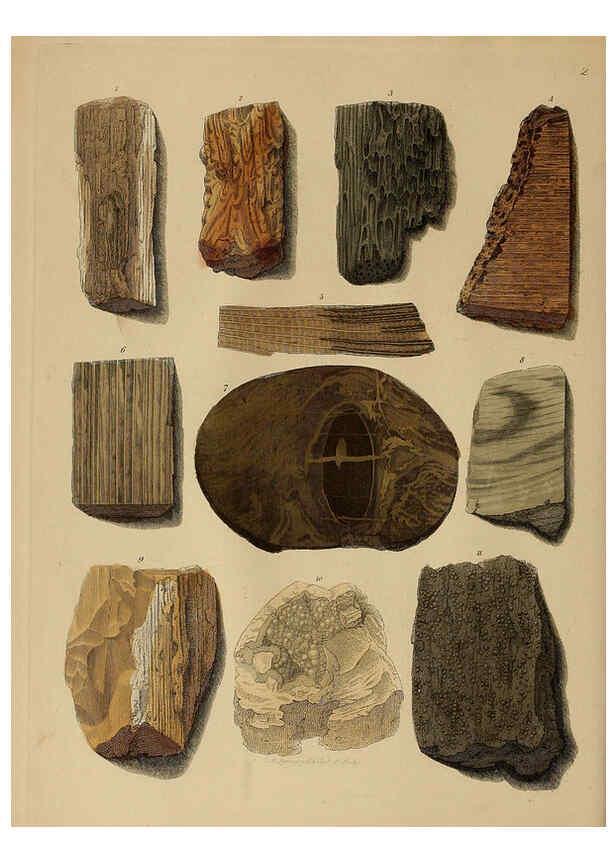 Reproducción/Reproduction 6076946583: A pictorial atlas of fossil remains London :H.G. Bohn,1850