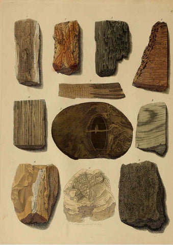 Reproducción/Reproduction 6076946583: A pictorial atlas of fossil remains London :H.G. Bohn,1850
