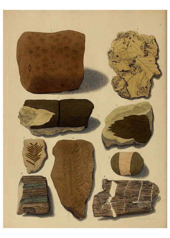 Reproducción/Reproduction 6076946947: A pictorial atlas of fossil remains London :H.G. Bohn,1850