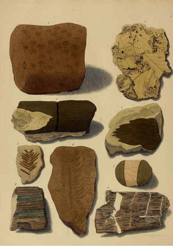 Reproducción/Reproduction 6076946947: A pictorial atlas of fossil remains London :H.G. Bohn,1850