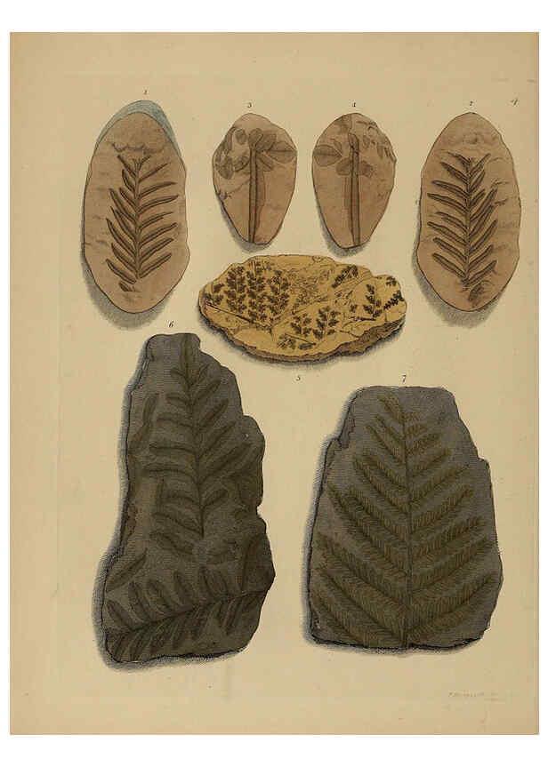 Reproducción/Reproduction 6077485200: A pictorial atlas of fossil remains London :H.G. Bohn,1850
