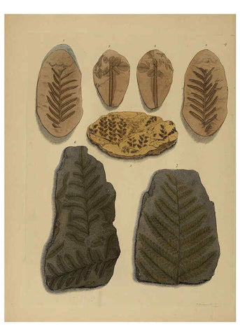 Reproducción/Reproduction 6077485200: A pictorial atlas of fossil remains London :H.G. Bohn,1850