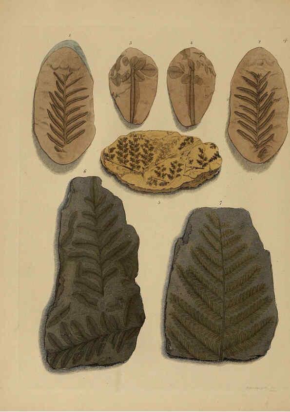 Reproducción/Reproduction 6077485200: A pictorial atlas of fossil remains London :H.G. Bohn,1850