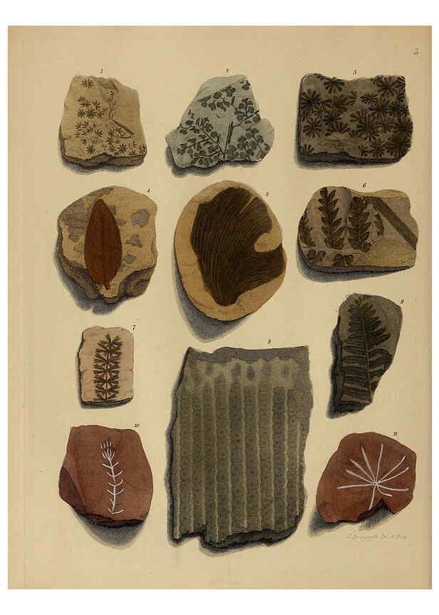 Reproducción/Reproduction 6076947327: A pictorial atlas of fossil remains London :H.G. Bohn,1850