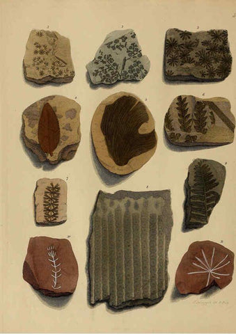 Reproducción/Reproduction 6076947327: A pictorial atlas of fossil remains London :H.G. Bohn,1850