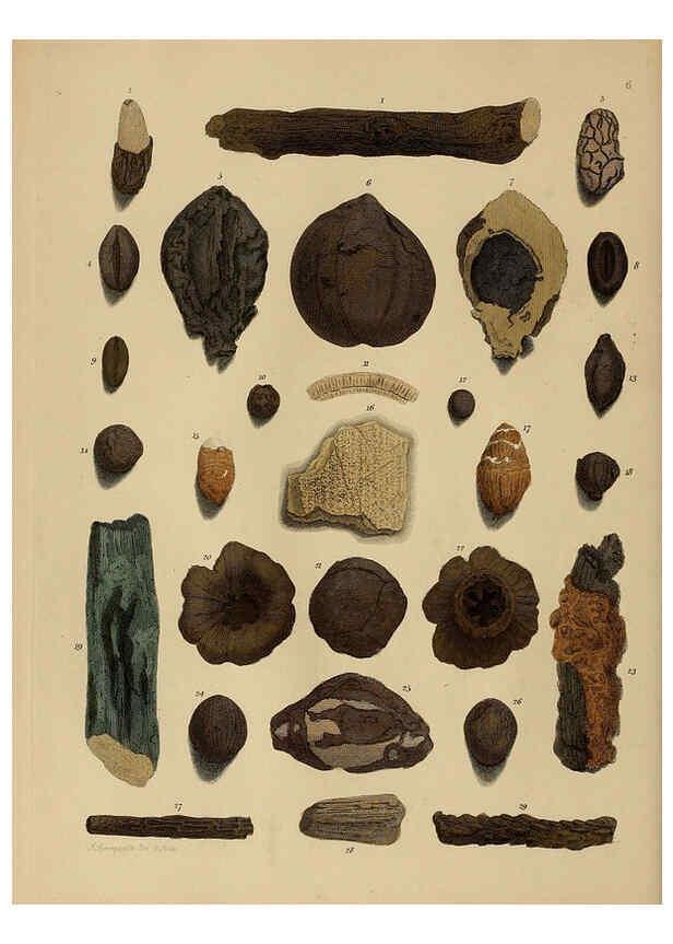 Reproducción/Reproduction 6077485886: A pictorial atlas of fossil remains London :H.G. Bohn,1850