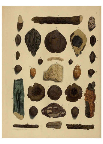 Reproducción/Reproduction 6077485886: A pictorial atlas of fossil remains London :H.G. Bohn,1850