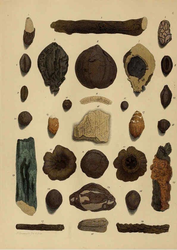 Reproducción/Reproduction 6077485886: A pictorial atlas of fossil remains London :H.G. Bohn,1850