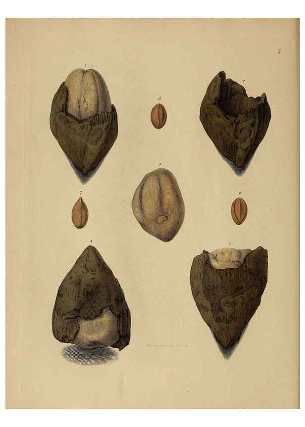Reproducción/Reproduction 6077486082: A pictorial atlas of fossil remains London :H.G. Bohn,1850
