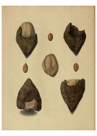 Reproducción/Reproduction 6077486082: A pictorial atlas of fossil remains London :H.G. Bohn,1850